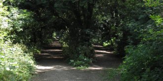 bos