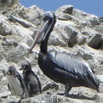 ballestas island