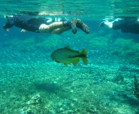 bonito