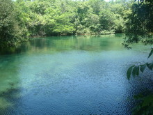 bonito