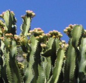 palmitos park
