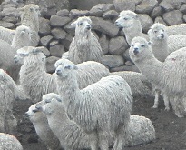 alpaca