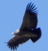condor