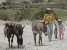 donkey