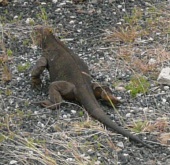 landiguana