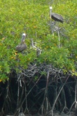 mangrove