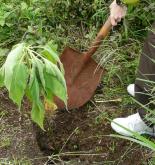 planting