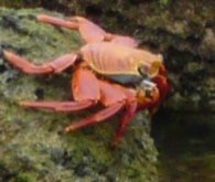 crab