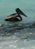 pelican