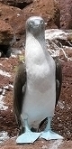 blue footed booby