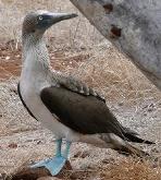 blue footed booby