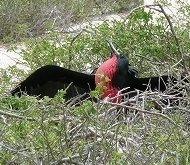frigate bird