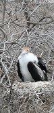 frigate bird