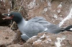 redring seagull