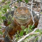 land iguana