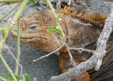 land iguana
