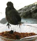 darwin finch