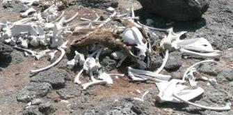 sealion bone