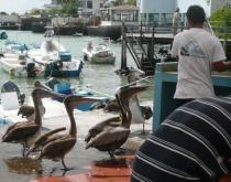 fish market