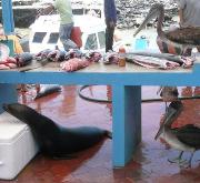 fish market