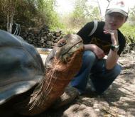 tortoise