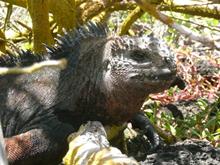 iguana
