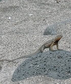 lizard