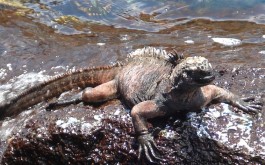 seaiguana
