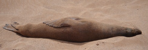 sealione