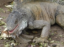 iguana park