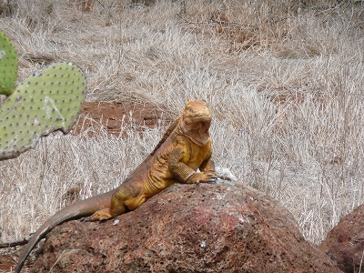 landiguana