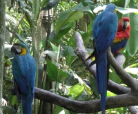 iguacu