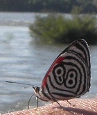 iguaz