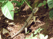 iguaz