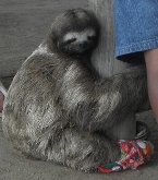 sloth
