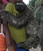 sloth