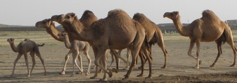 jeddha