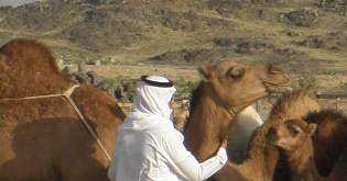 jeddha