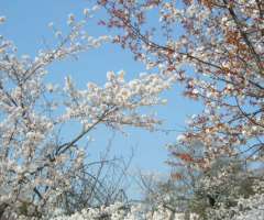 sakura
