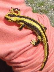lesponne