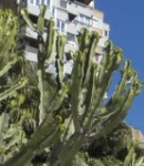 malaga