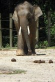 lok kawi