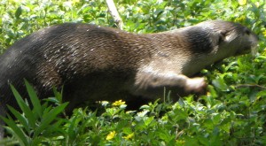 lok kawi