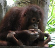 lok kawi