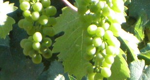 mendoza