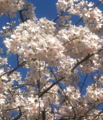 sakura