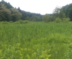 nojiri