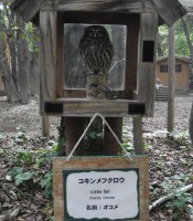 owl