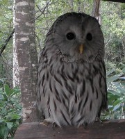 owl