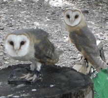 owl